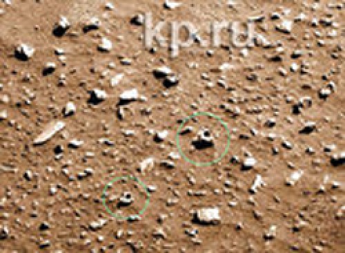 На Марсе обнаружили останки непонятных животных. Фото