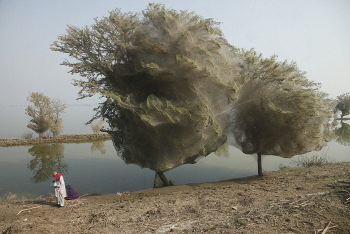 Уникальные кадры из Пакистана: деревья, окутанные паутиной