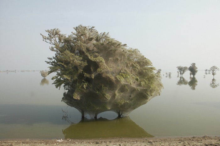Уникальные кадры из Пакистана: деревья, окутанные паутиной